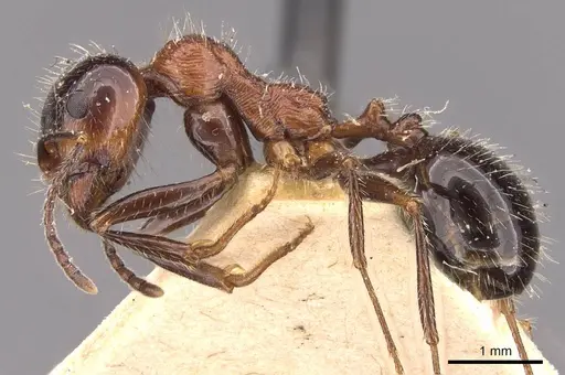 Messor rufus specimen CASENT0907724 image casent0907724_3