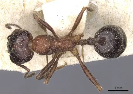 Messor rufus specimen CASENT0913213 image casent0913213_1