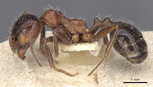 Messor rufus specimen CASENT0913213 image casent0913213_3