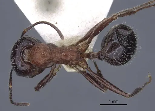 Messor rufus specimen CASENT0916930 image casent0916930_1
