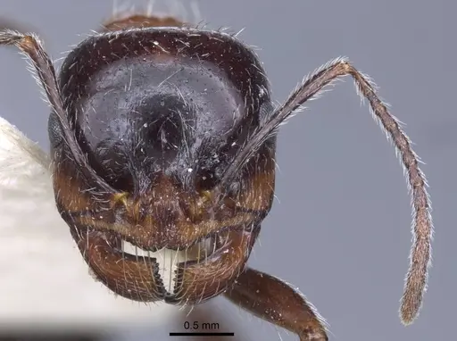 Messor rufus specimen CASENT0916930 image casent0916930_2