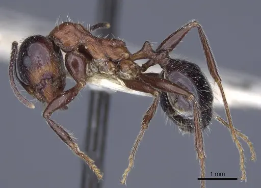 Messor rufus specimen CASENT0916930 image casent0916930_3
