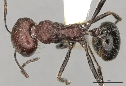 Messor rugosus specimen CASENT0281599 image casent0281599_1