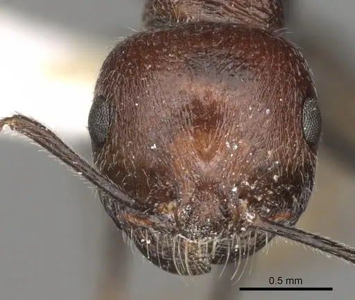 Messor rugosus specimen CASENT0281599 image casent0281599_2