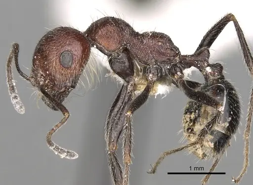 Messor rugosus specimen CASENT0281599 image casent0281599_3