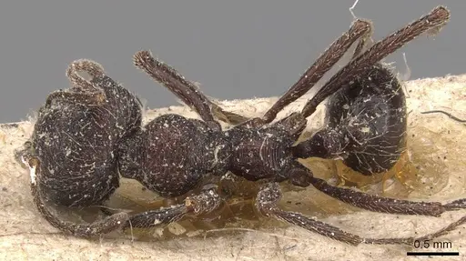 Messor rugosus specimen CASENT0907755 image casent0907755_1