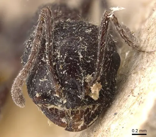Messor rugosus specimen CASENT0907755 image casent0907755_2