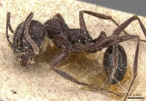 Messor rugosus specimen CASENT0907755 image casent0907755_3