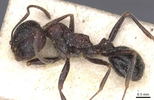 Messor rugosus specimen CASENT0913214 image casent0913214_3