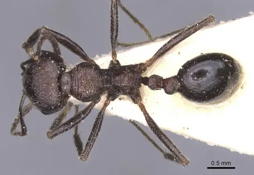 Messor rugosus specimen CASENT0913215 image casent0913215_1