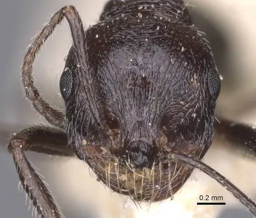 Messor rugosus specimen CASENT0913215 image casent0913215_2