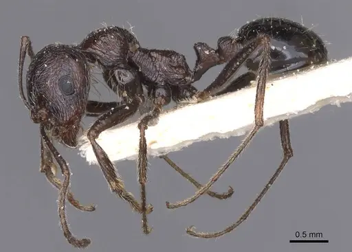 Messor rugosus specimen CASENT0913215 image casent0913215_3