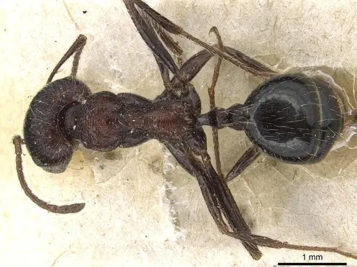 Messor rugosus specimen CASENT0915452 image casent0915452_1