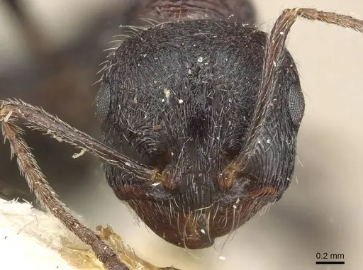 Messor rugosus specimen CASENT0915452 image casent0915452_2