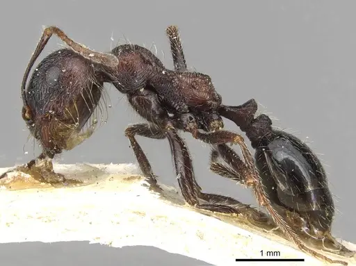 Messor rugosus specimen CASENT0915452 image casent0915452_3