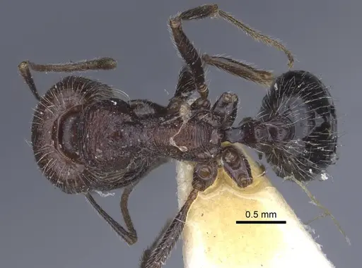 Messor rugosus specimen CASENT0916923 image casent0916923_1
