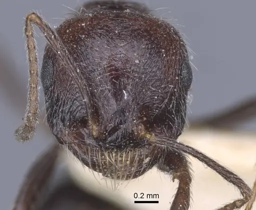 Messor rugosus specimen CASENT0916923 image casent0916923_3