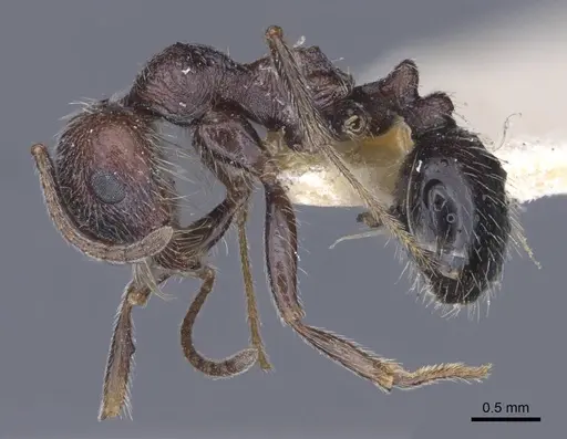 Messor rugosus specimen CASENT0916923 image casent0916923_4