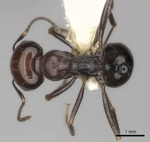 Messor sanctus specimen CASENT0217876 image casent0217876_1
