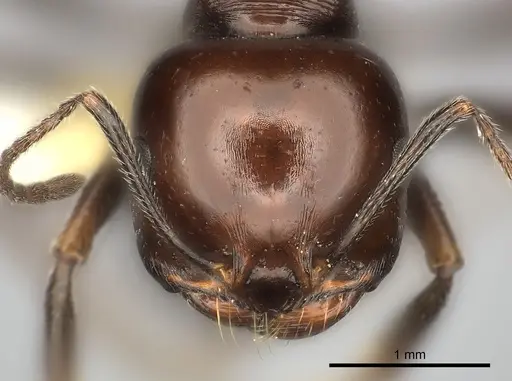 Messor sanctus specimen CASENT0217876 image casent0217876_2
