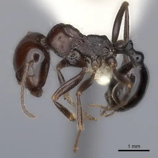 Messor sanctus specimen CASENT0217876 image casent0217876_3