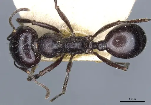 Messor sanctus specimen CASENT0904124 image casent0904124_1