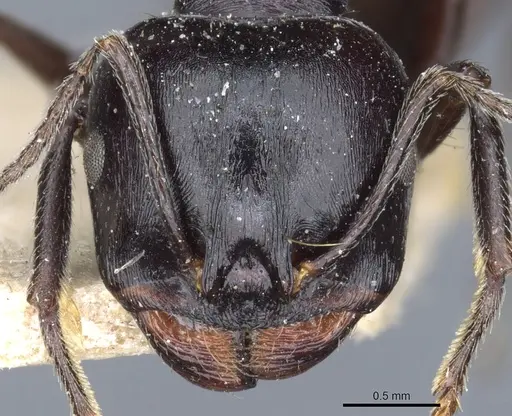 Messor sanctus specimen CASENT0904124 image casent0904124_2