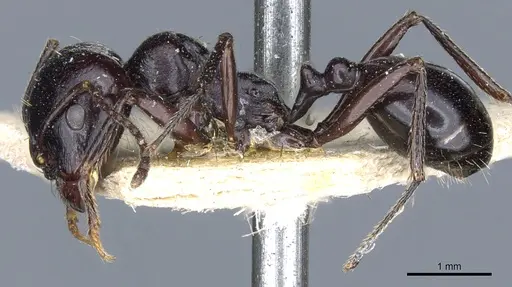 Messor sanctus specimen CASENT0904124 image casent0904124_3