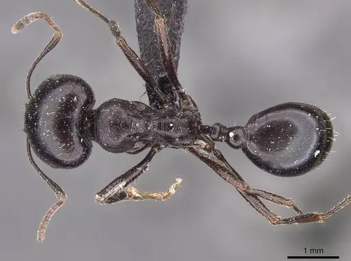 Messor sanctus specimen CASENT0907726 image casent0907726_1