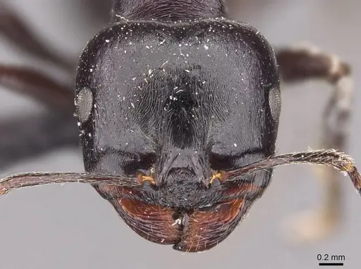 Messor sanctus specimen CASENT0907726 image casent0907726_2