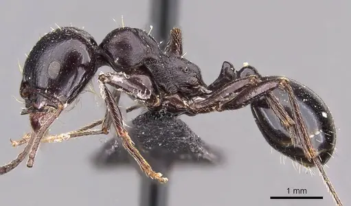 Messor sanctus specimen CASENT0907726 image casent0907726_3