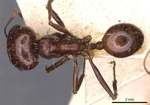 Messor santschii specimen CASENT0907712 image casent0907712_1