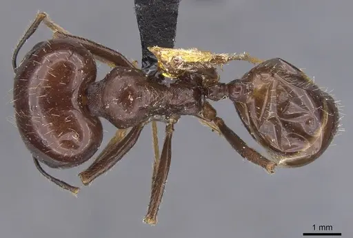 Messor santschii specimen CASENT0913747 image casent0913747_1