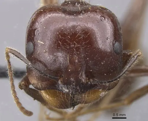 Messor santschii specimen CASENT0913747 image casent0913747_2