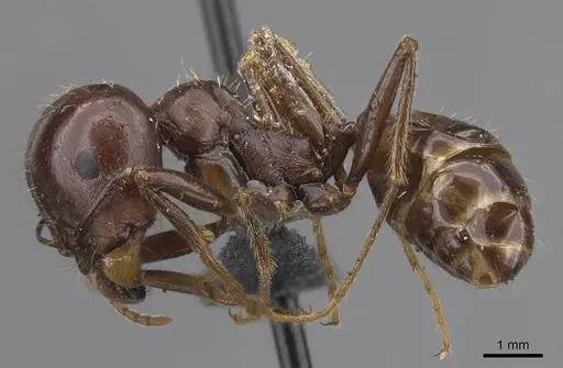 Messor santschii specimen CASENT0913747 image casent0913747_3