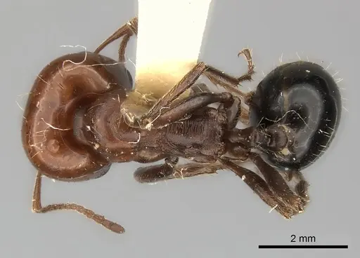 Messor semirufus specimen CASENT0217877 image casent0217877_1