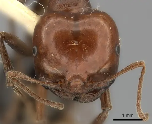 Messor semirufus specimen CASENT0217877 image casent0217877_2