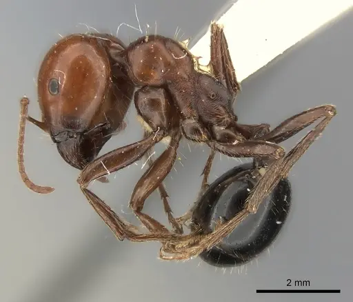 Messor semirufus specimen CASENT0217877 image casent0217877_3