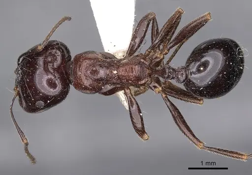 Messor semirufus specimen CASENT0900483 image casent0900483_1