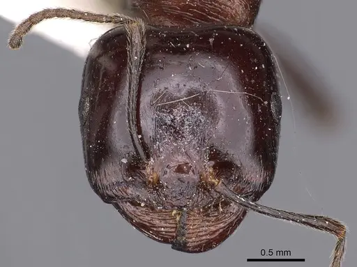 Messor semirufus specimen CASENT0900483 image casent0900483_2
