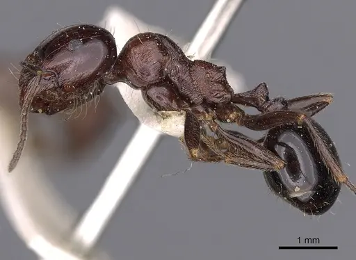 Messor semirufus specimen CASENT0900483 image casent0900483_3