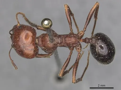 Messor semirufus specimen CASENT0907730 image casent0907730_1