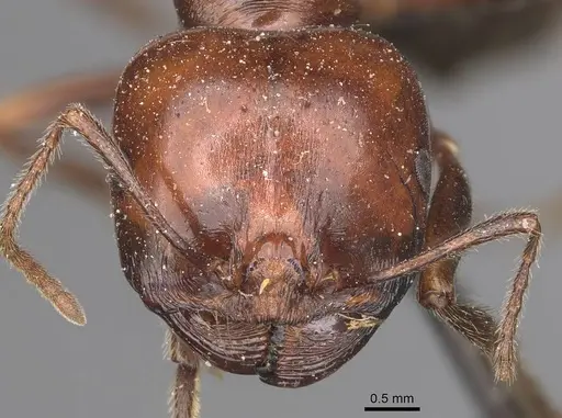 Messor semirufus specimen CASENT0907730 image casent0907730_2