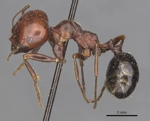 Messor semirufus specimen CASENT0907730 image casent0907730_3
