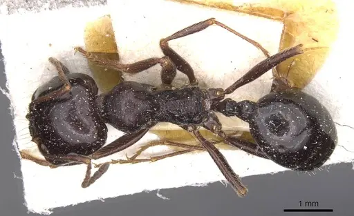 Messor semirufus specimen CASENT0913223 image casent0913223_1