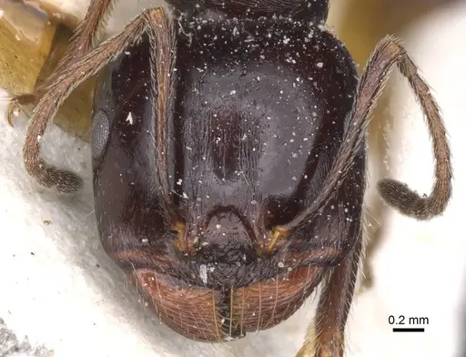 Messor semirufus specimen CASENT0913223 image casent0913223_2