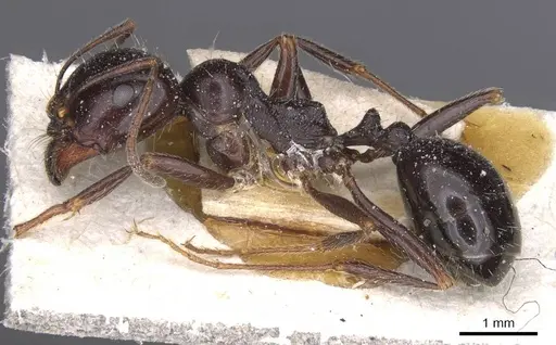 Messor semirufus specimen CASENT0913223 image casent0913223_3