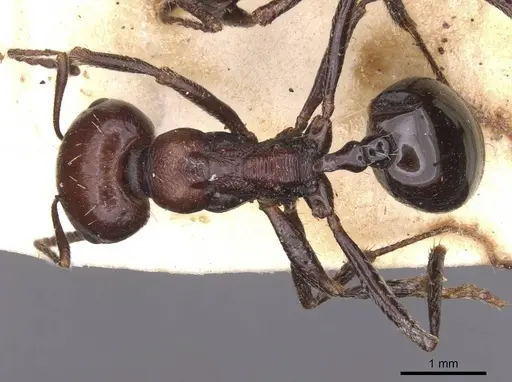 Messor semirufus specimen CASENT0913627 image casent0913627_1
