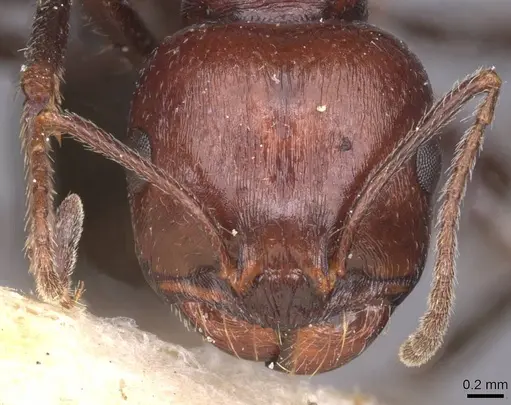 Messor semirufus specimen CASENT0913627 image casent0913627_2