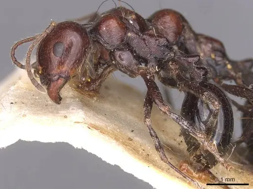 Messor semirufus specimen CASENT0913627 image casent0913627_3